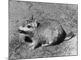 Viscacha-null-Mounted Photographic Print