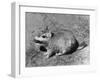 Viscacha-null-Framed Photographic Print