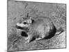 Viscacha-null-Mounted Photographic Print