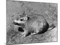 Wood Mount