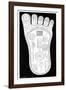 Vishnu's Foot, 19th Century-Science Photo Library-Framed Photographic Print