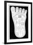 Vishnu's Foot, 19th Century-Science Photo Library-Framed Photographic Print