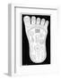 Vishnu's Foot, 19th Century-Science Photo Library-Framed Photographic Print