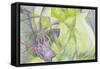 Vision 10949-Rica Belna-Framed Stretched Canvas