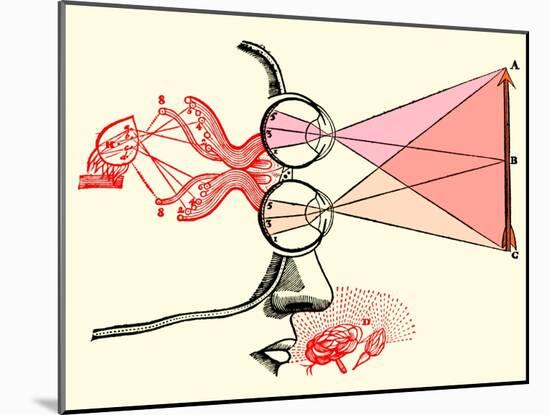 Vision and Perception, 17th Century-Science Source-Mounted Giclee Print