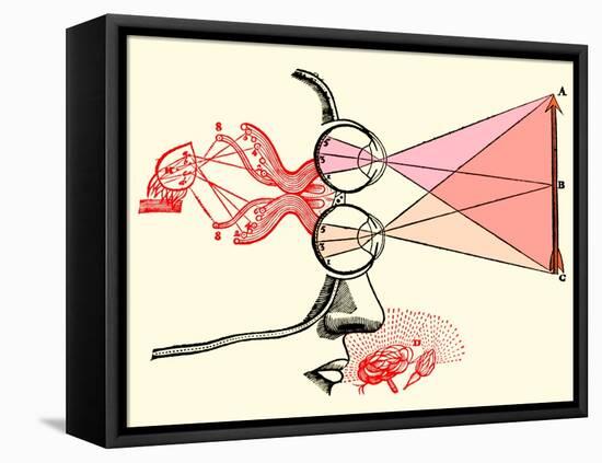 Vision and Perception, 17th Century-Science Source-Framed Stretched Canvas