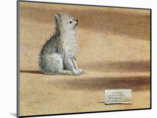 Vision of St. Augustine, Detail of the Dog, 1502-08-Vittore Carpaccio-Mounted Giclee Print