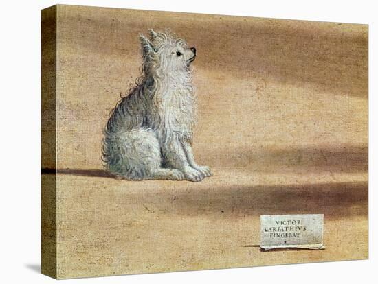 Vision of St. Augustine, Detail of the Dog, 1502-08-Vittore Carpaccio-Stretched Canvas