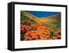 Vision - Poppy Field-unknown unknown-Framed Stretched Canvas