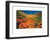 Vision - Poppy Field-unknown unknown-Framed Photo