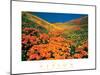 Vision - Poppy Field-unknown unknown-Mounted Photo