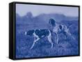 Canvas Black