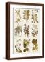 Brown Frame