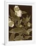 Gramercy White