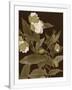 Gramercy White