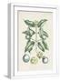 White Frame
