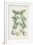 Gramercy White