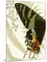 Wood Mount