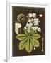 Gramercy White