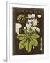 Gramercy White