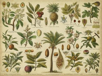 Classification of Tropical Plants