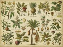 Classification of Tropical Plants-Vision Studio-Art Print