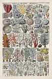 Coral Chart-Vision Studio-Art Print