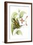 Brown Frame