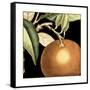 Canvas Black
