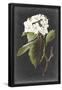 Essential Black