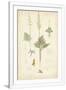 Gramercy White