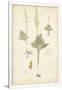 Gramercy White