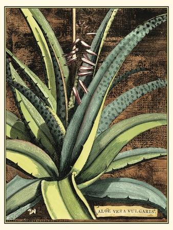 Aloe Posters & Wall Art Prints | AllPosters.com