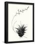 Essential Black