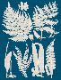 Just the Print