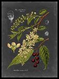 Botanical Glory II-Vision Studio-Art Print