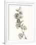 Gramercy White