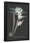 Essential Black