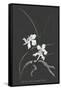 Canvas Black