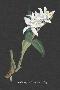 Laminate
