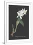 Gramercy White