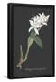 Essential Black
