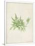 Gramercy White