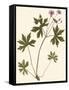 Canvas Black