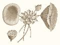 Laminate