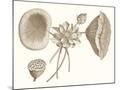 Wood Mount