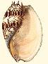 Laminate