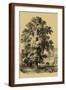 Brown Frame