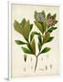 Gramercy White