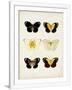 Gramercy White